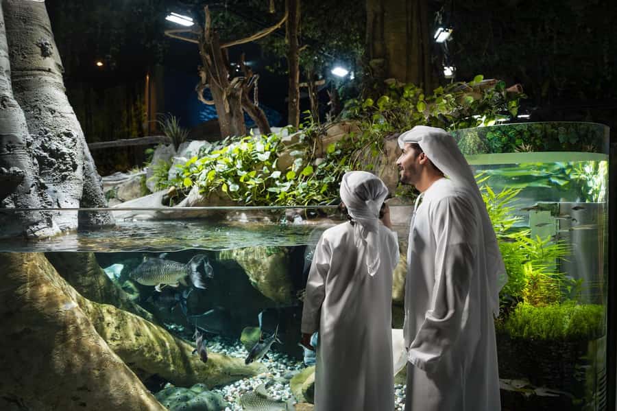 Dubai: Aquarium and Underwater Zoo Experience - The tunnel, photos, and the best viewing strategy