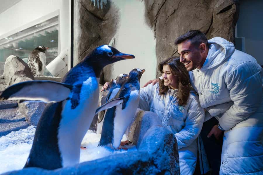 Dubai: Aquarium and Underwater Zoo Experience - Otters, sharks, crocodiles, and unusual animals