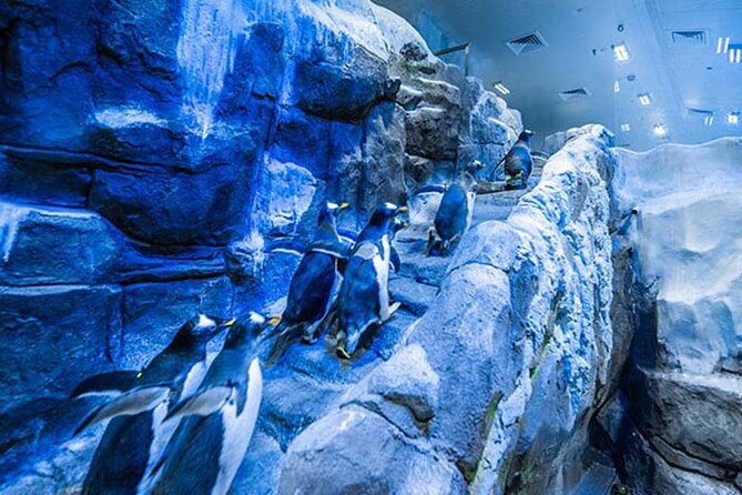 Dubai Aquarium and Underwater Zoo with Penguin Cove Tickets. - Penguin Cove adds a closer look at gentoo penguins