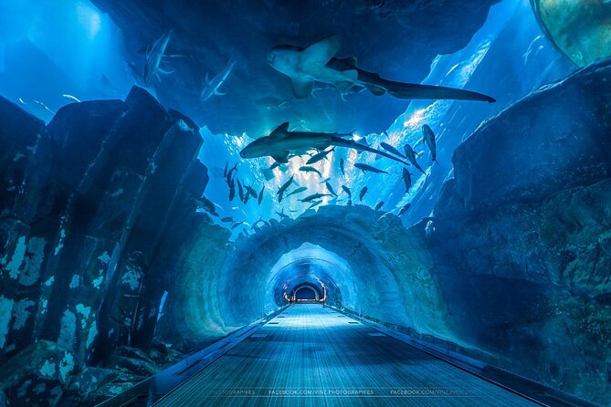 Dubai Aquarium and Underwater Zoo with Penguin Cove Tickets. - Booking details worth checking before you pay