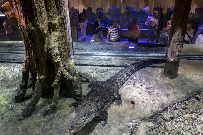 Dubai Aquarium + Penguin Cove Tickets with Transfers - The Underwater Zoo changes the pace