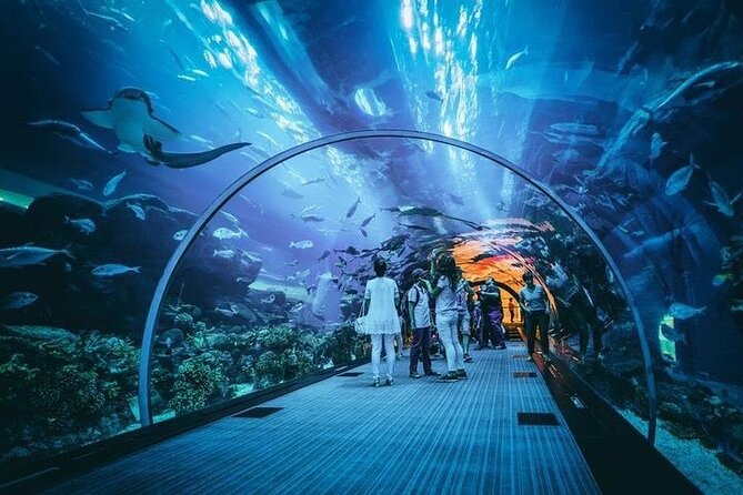 Dubai Aquarium underater zoo penguin cove with optional transport - The giant tank at Dubai Mall