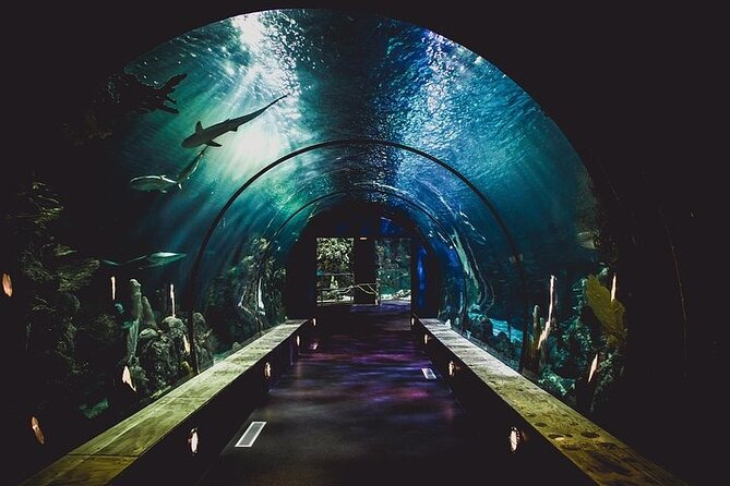 Dubai Aquarium underater zoo penguin cove with optional transport - What the glass-bottom boat adds