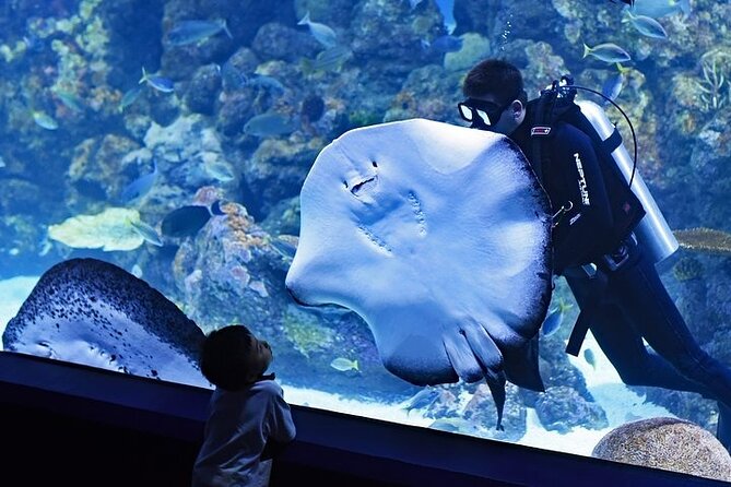Dubai Aquarium underater zoo penguin cove with optional transport - Transport, meeting point, and timing