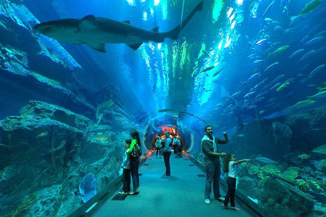 Dubai Aquarium & Underwater Zoo with Penguin Cove - Penguin Cove adds variety to the aquarium visit