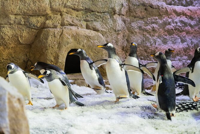 Dubai Aquarium with Various Animal Encounter and Access Options - The Underwater Zoo adds variety