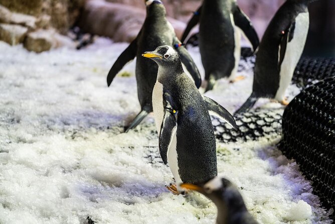 Dubai Aquarium with Various Animal Encounter and Access Options - Why the Dubai Mall setting helps, and where it hurts