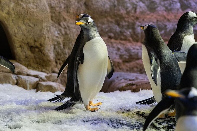 Dubai Aquarium with Various Animal Encounter and Access Options - Who will enjoy this most