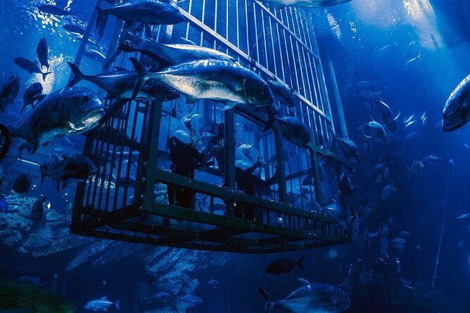 Dubai Aquarium with Various Animal Encounter and Access Options - Small details that can make the visit smoother