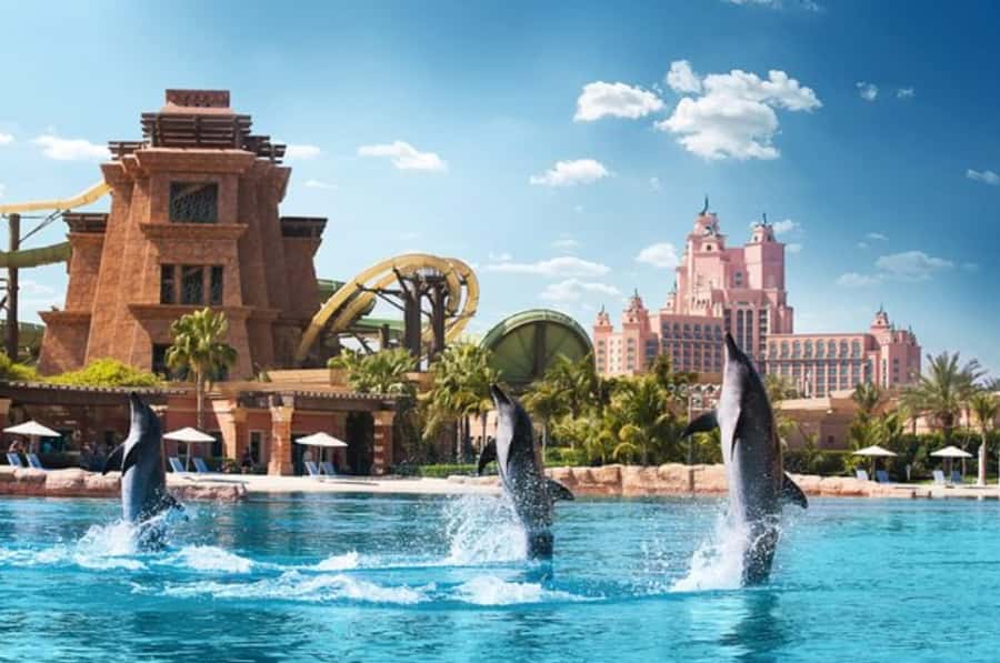 Dubai: Atlantis Dolphin Kayak Trip & Aquaventure Waterpark - Why the marine mammal briefing matters