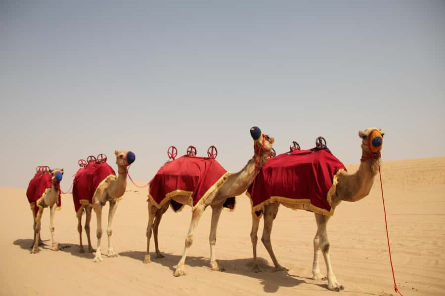 Dubai: Bedouin Camp, Dune Safari, Falcon Show & BBQ Dinner - From Dubai traffic to open red dunes