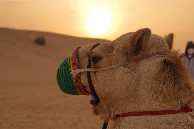 Dubai Buggy Tour in red sands and Desert Safari - What to bring and how to prepare