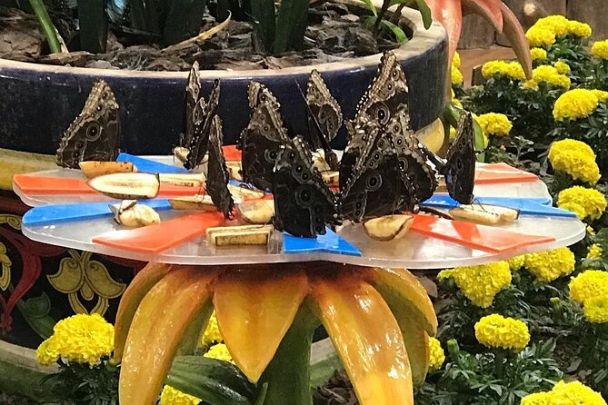Dubai Butterfly Garden Entry Ticket - The connection with Miracle Garden