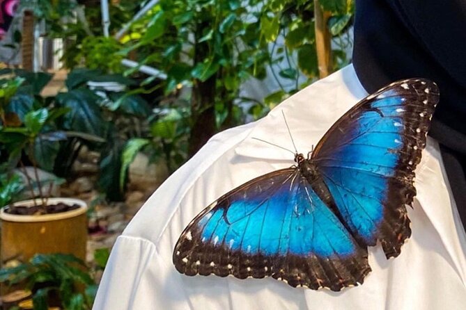 Dubai Butterfly Garden Entry Ticket - How long should you allow?
