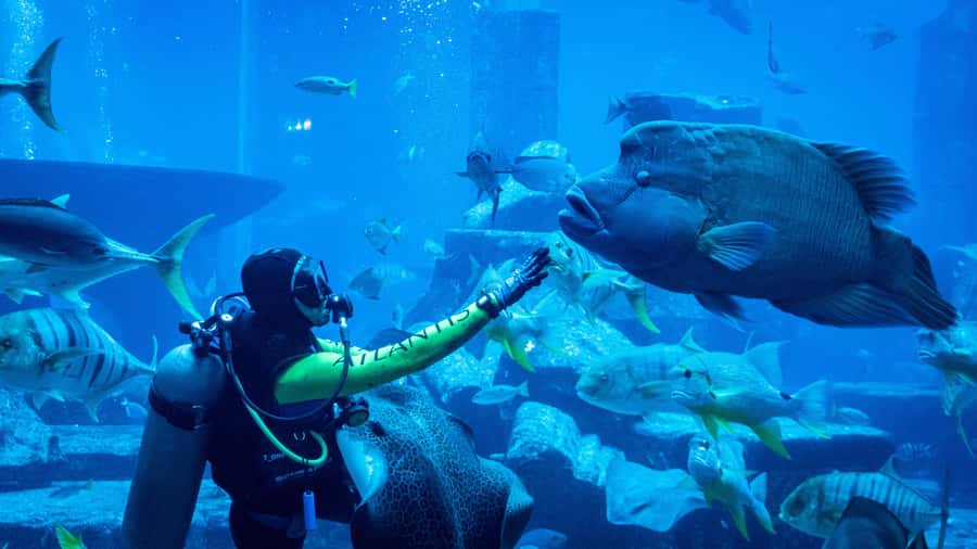 Dubai: City Tour with Iconic Attractions Tickets - Dubai Mall and the Burj Khalifa finale
