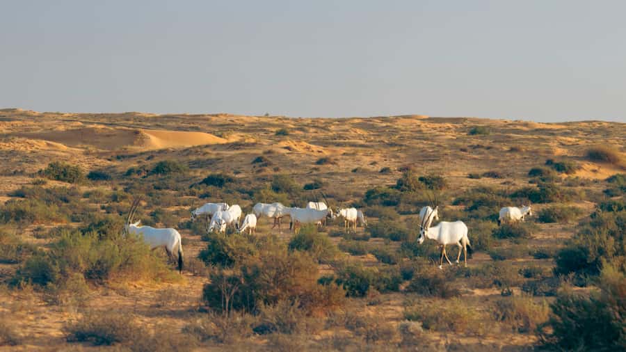 Dubai: Conservation Drive & Platinum Breakfast - Practical tips for a better outing