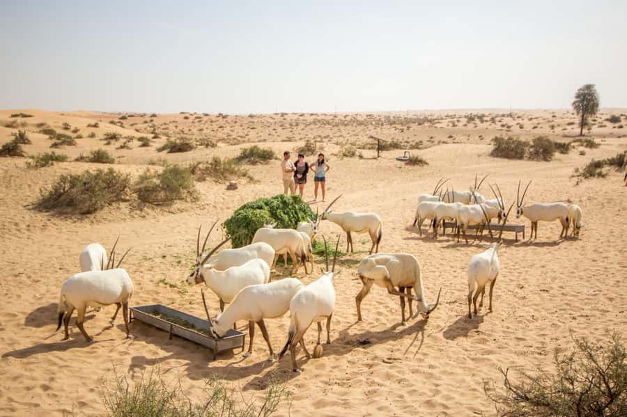 Dubai: Conservation Drive & Platinum Breakfast - The remote lake and morning wildlife
