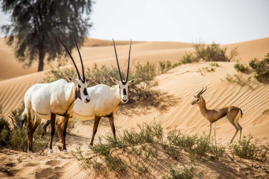 Dubai: Conservation Drive & Platinum Breakfast - Falconry with birds central to Emirati culture