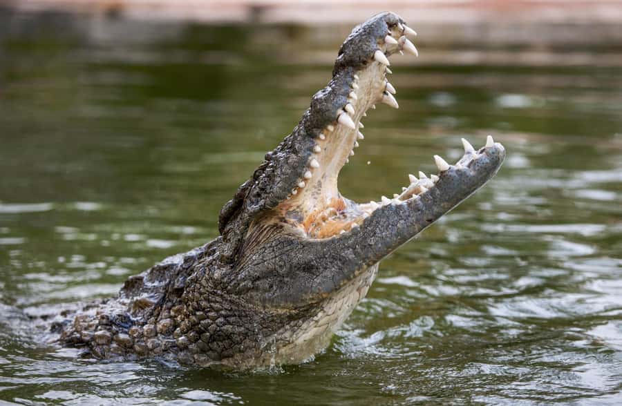Dubai Crocodile Park Ticket - Key points