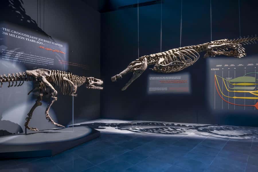 Dubai Crocodile Park Ticket - Entering a purpose-built Nile crocodile habitat