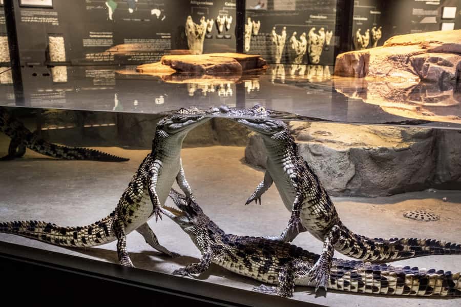 Dubai Crocodile Park Ticket - Seeing crocodiles from water level and underwater