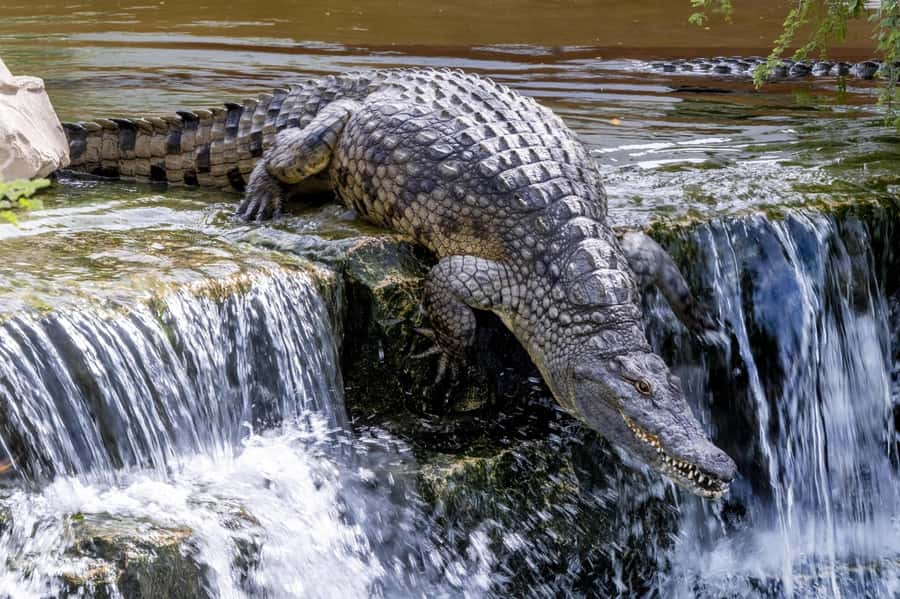Dubai Crocodile Park Ticket - What the visit feels like in practice