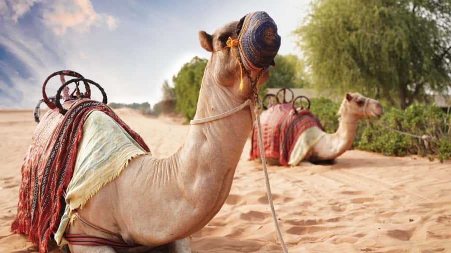 Dubai Desert Adventure: Red Dunes Guided Quad/Polaris & BBQ - Who should book this desert adventure?