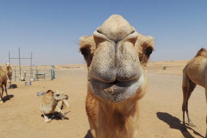 Dubai Desert Afternoon Quad Safari with Camel Ride, BBQ Dinner and Belly Dancing - The camel stop and its short ride