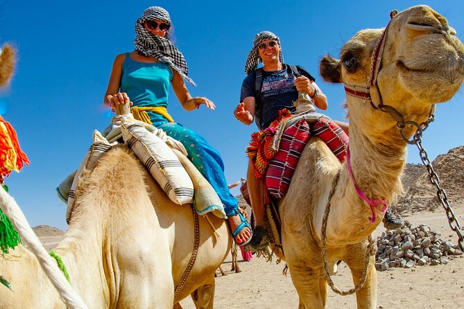 Dubai Desert Escape: Red Dunes Safari, Falcon, Camel & BBQ Dinner - Shared or private transport changes the mood
