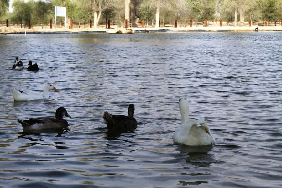 Dubai Desert Morning Drive with Wildlife Experience - A quiet start beyond Dubai’s towers