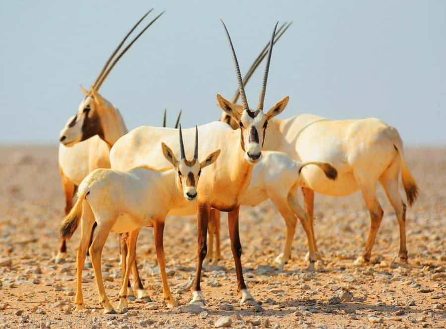 Dubai Desert Morning Drive with Wildlife Experience - Sandboarding on the open dunes