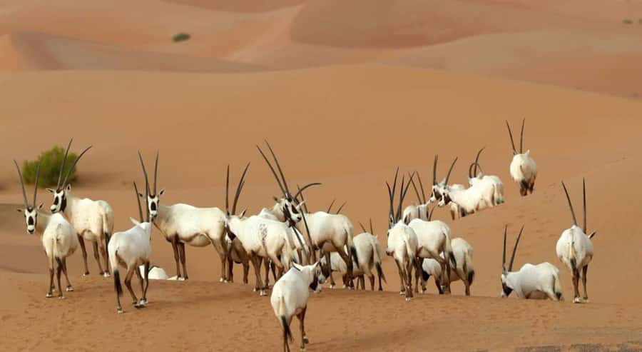 Dubai Desert Morning Drive with Wildlife Experience - The Arabian oryx and gazelle stop