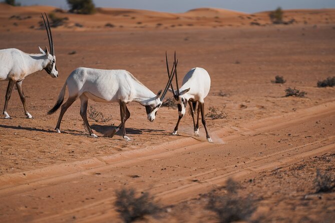 Dubai Desert Safari: Camel Ride, Sandboarding, BBQ & House Drinks - Dinner, drinks, and an evening of shows