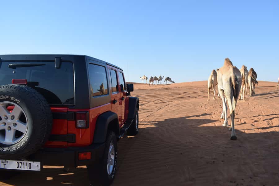 Dubai: Desert Safari, Quad Bike, Camel Ride and Sandboarding - Who should book this Lahbab safari?