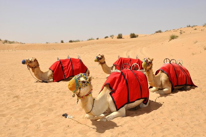 Dubai Desert Safari Thrill: Camel Ride, Live shows, BBQ & Spirits - Leaving Dubai for the open desert