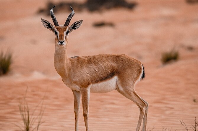 Dubai Desert Safari Thrill: Camel Ride, Live shows, BBQ & Spirits - Who should choose this safari