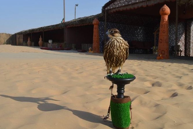 Dubai Desert Safari with Camel Riding, Sand Boarding,BBQ Dinner and 3 Live Shows - How the timing can affect your day