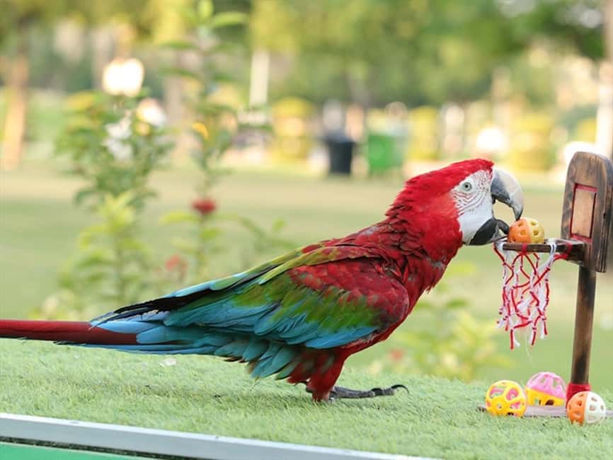 Dubai: Dubai Dolphinarium Dolphin, Seal & Bird Show Tickets - Key points at a glance