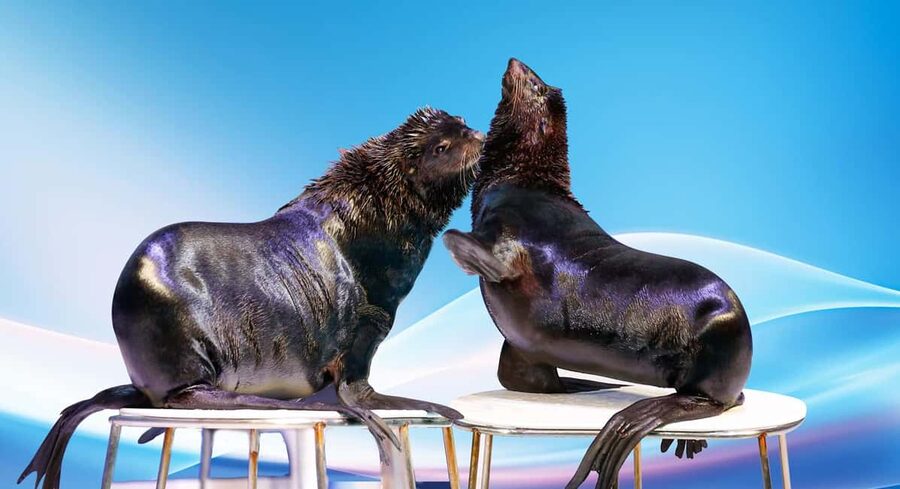 Dubai: Dubai Dolphinarium Dolphin, Seal & Bird Show Tickets - The main event: dolphins, seals, and a splash of showmanship