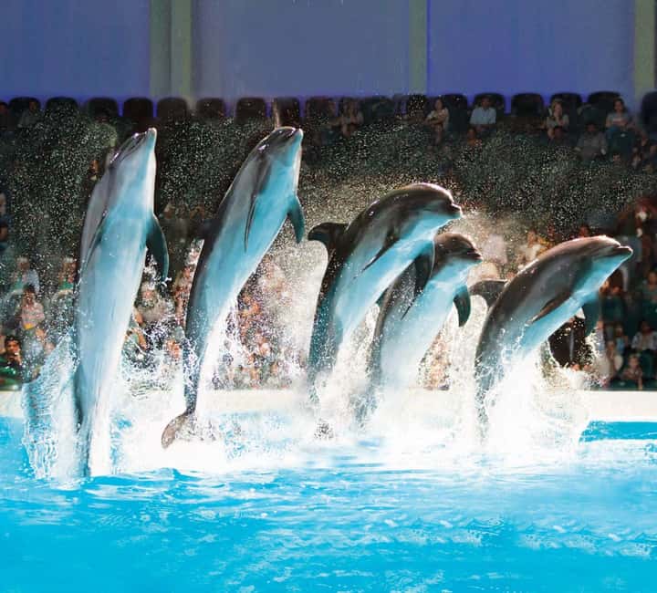 Dubai: Dubai Dolphinarium Dolphin, Seal & Bird Show Tickets - The exotic bird show adds color, but manage expectations