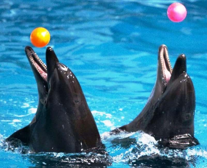 Dubai: Dubai Dolphinarium Dolphin, Seal & Bird Show Tickets - Should you book Dubai Dolphinarium?
