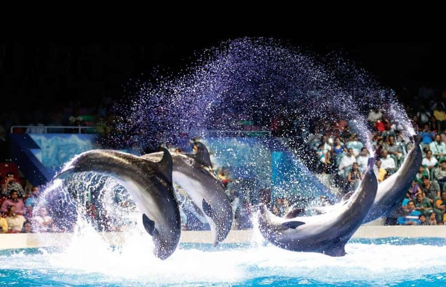Dubai: Dubai Dolphinarium Dolphin, Seal & Bird Show Tickets - What makes the dolphins and sea lions worth seeing