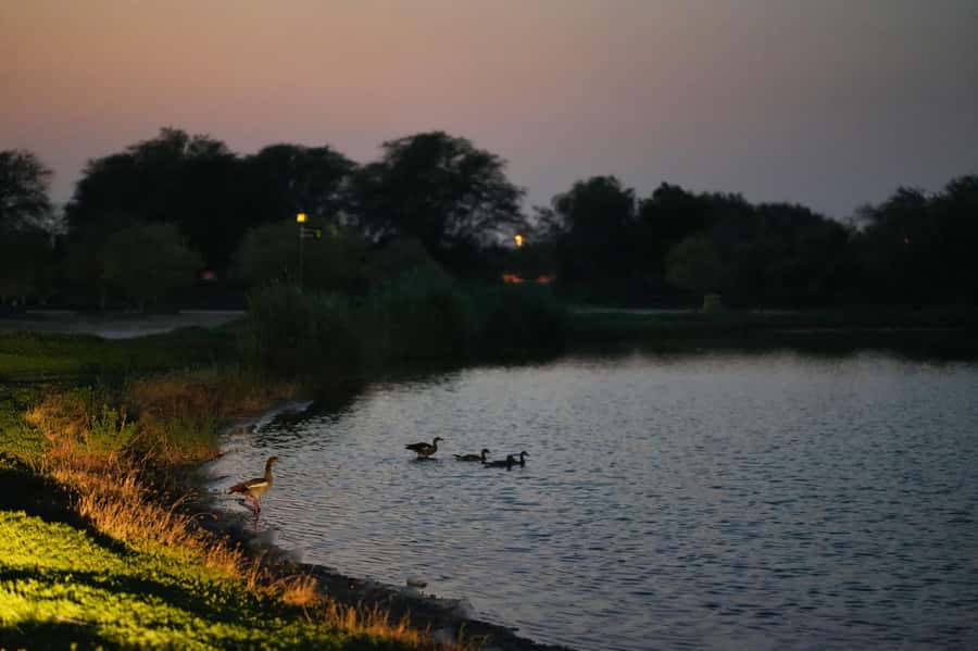 Dubai: Evening Desert Safari with Camel Ride & Stargazing - Walking through the desert after dark