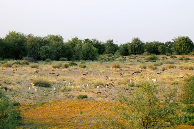 Dubai Evening Heritage Safari by Vintage G Class Al Marmoom Oasis - Crossing Al Marmoom Conservation Reserve