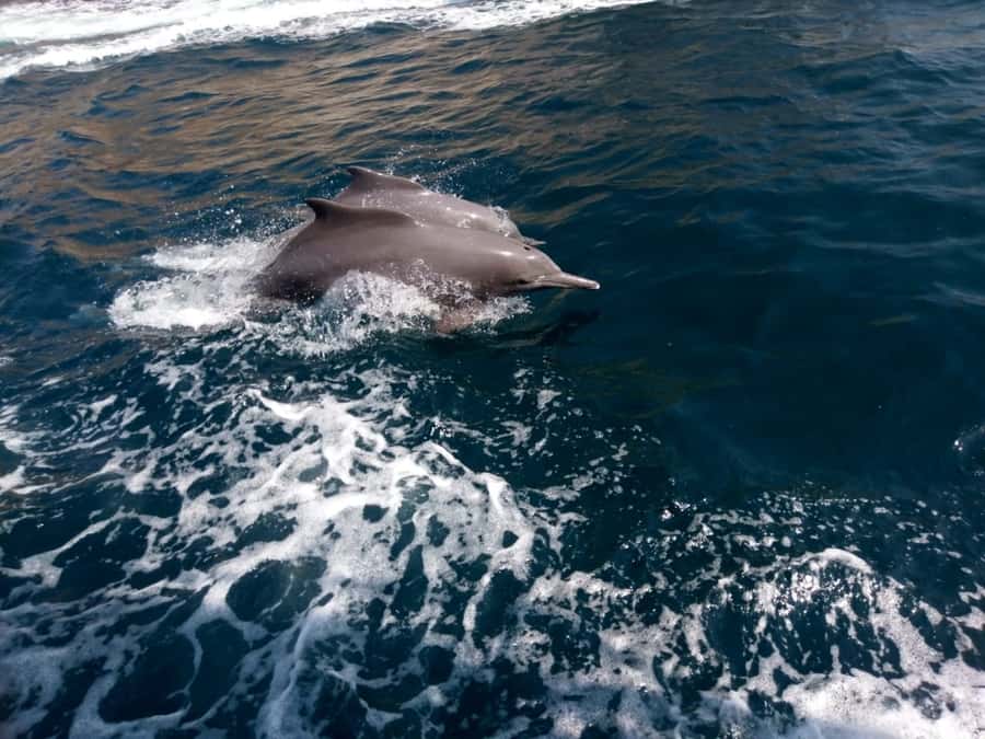 Dubai: Full-Day Sea Safari to Musandam - Heat, comfort, and practical limits