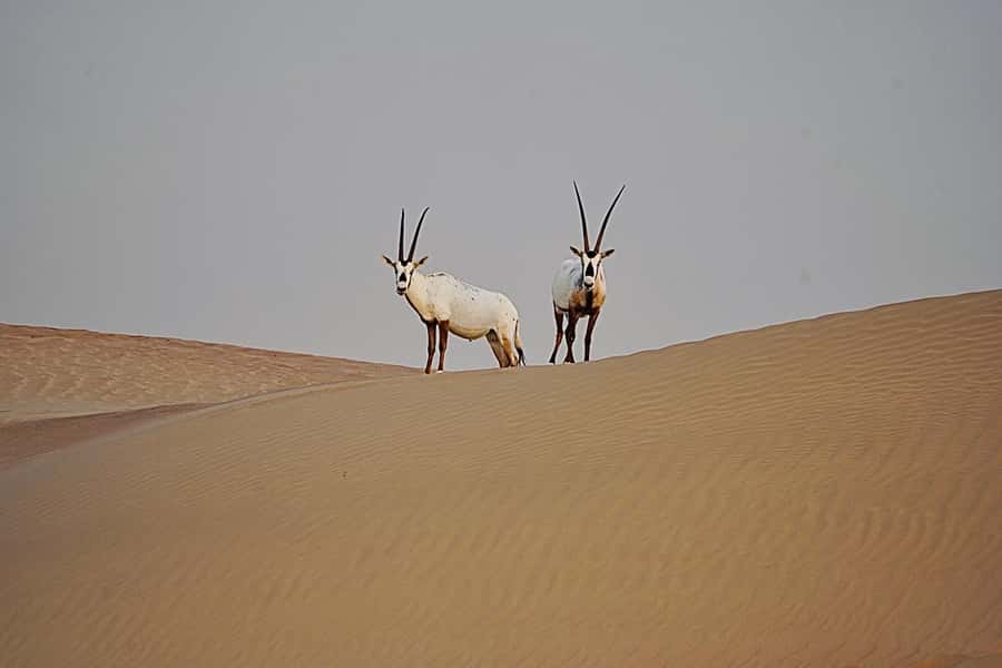 Dubai: Half-Day Camel Trekking with Al Marmoom Breakfast - Should you book the camel trek and breakfast?