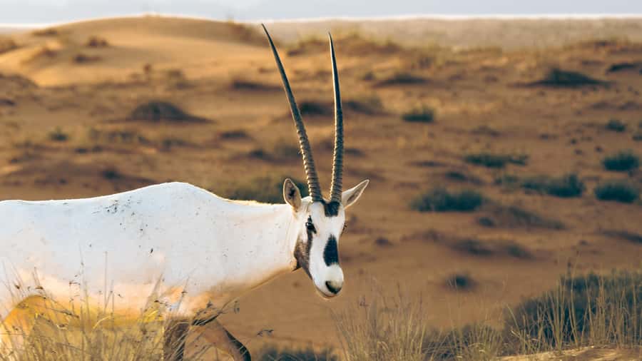 Dubai: Heritage Desert Safari wtih Overnight and Breakfast - Dinner under the stars