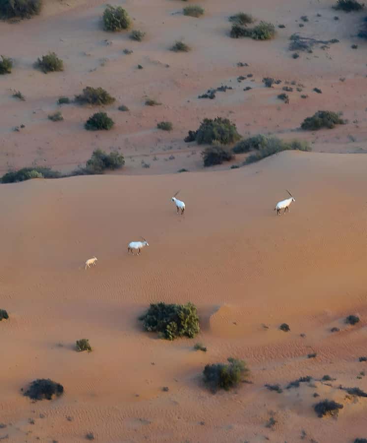 Dubai: Hot Air Balloon, Camel Ride, Desert Safari & More - Falconry photographs and the Margham desert