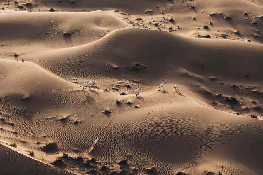 Dubai: Hot Air Balloon Ride with Camel Ride & Falcon Show - Camel and horse rides after landing