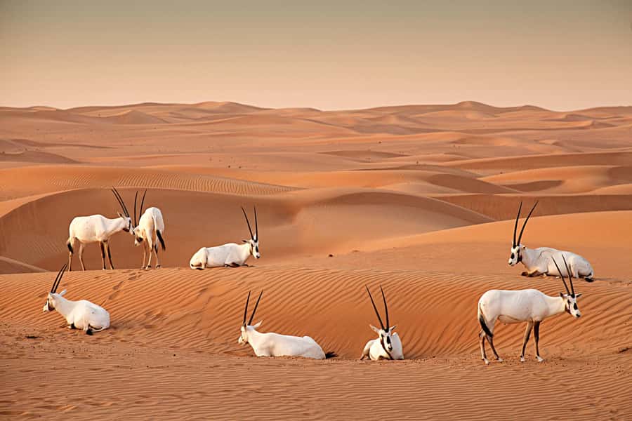 Dubai: Hot Air Balloon with Camel, ATV, & Horse Ride Options - Who should book this desert morning?